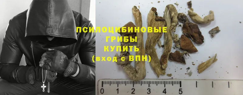 купить  сайты  Ступино  гидра как войти  Галлюциногенные грибы Psilocybe 